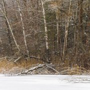 LauLau_20260214_02