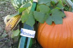 7. Elbtal-Weinlauf am 9. Oktober 2010