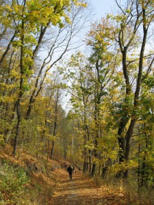 Herbstlicher Mischwald auf dem Weg nach Drakendorf (Foto: M. Splittgerber)